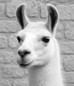 Llouis Bw