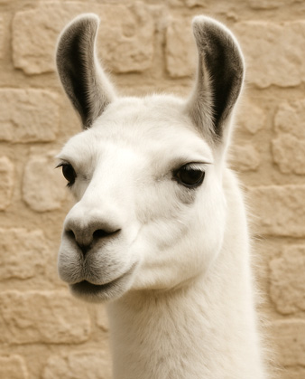Llouis Llouis